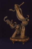 藏品(龜殼花)的圖片